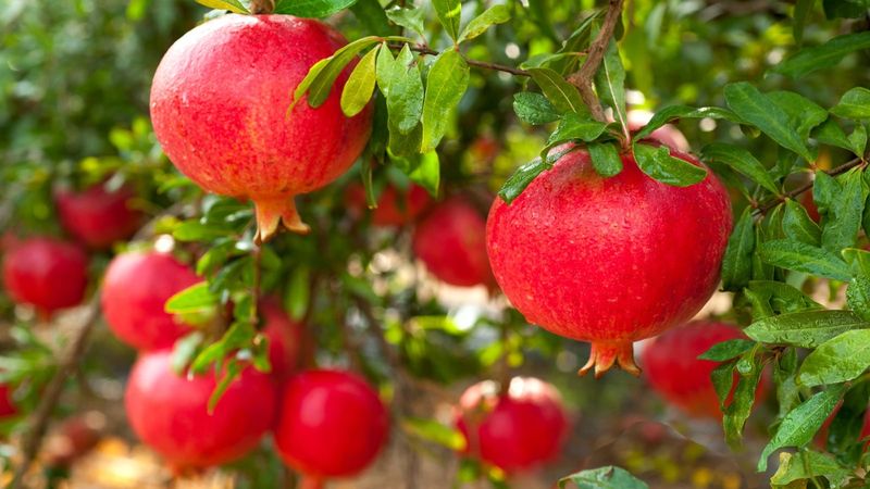 Pomegranate Bursting With Color And Flavor