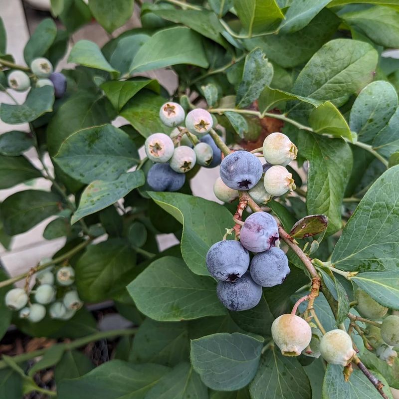 Blueberry Bushes Should Not Be Pruned Once Flower Buds Swell