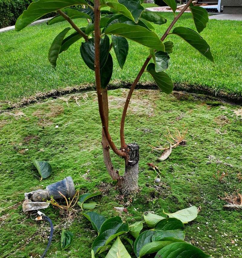 Persimmon Trees Handle Late Winter Pruning Before New Leaves Appear