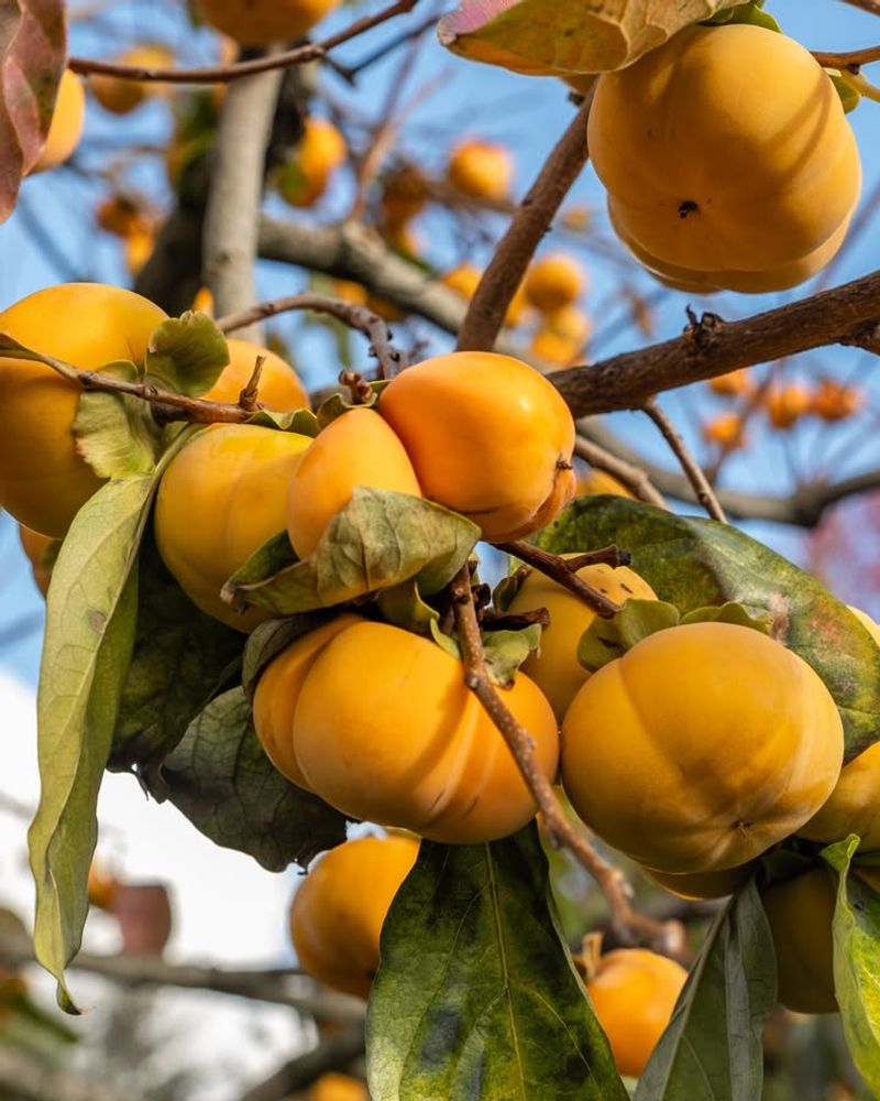 Persimmon Trees Prefer Warmer Soil Before Planting