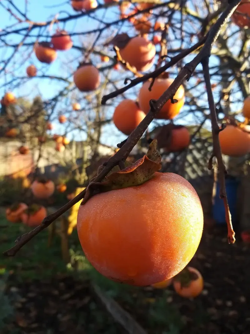 Persimmon Trees Showing Off Golden Autumn Rewards