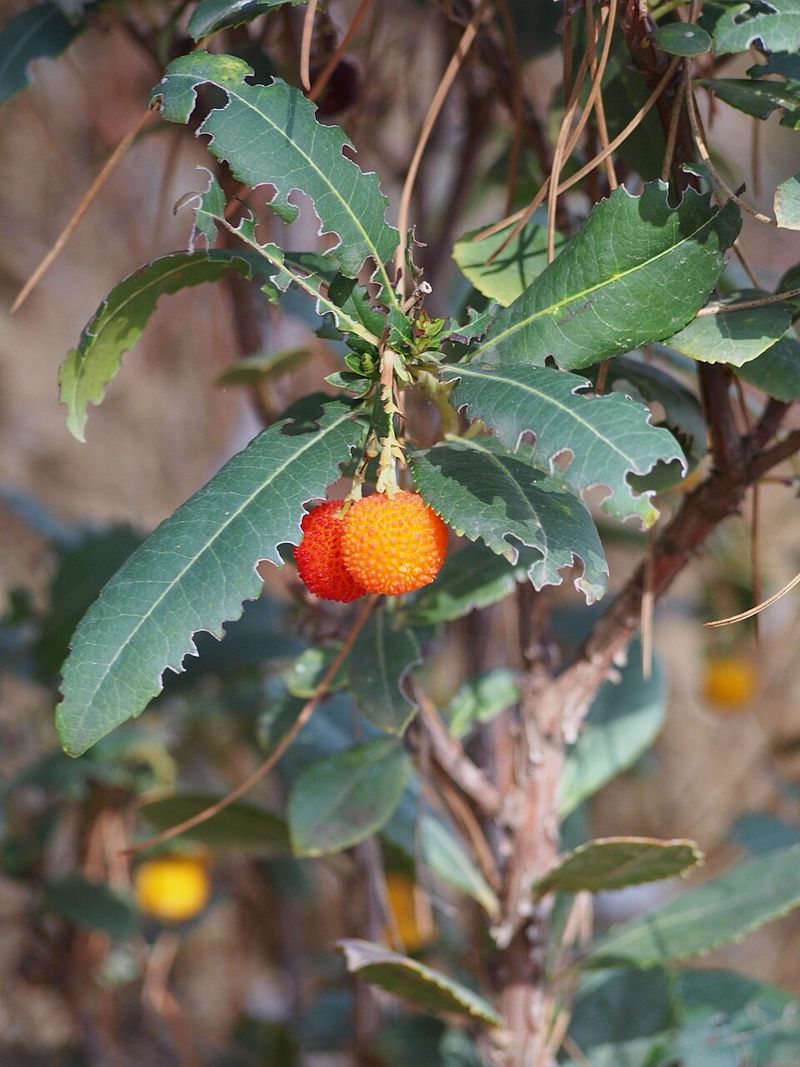 Strawberry Trees Bring Red, Juicy Berries To Your Balcony Garden