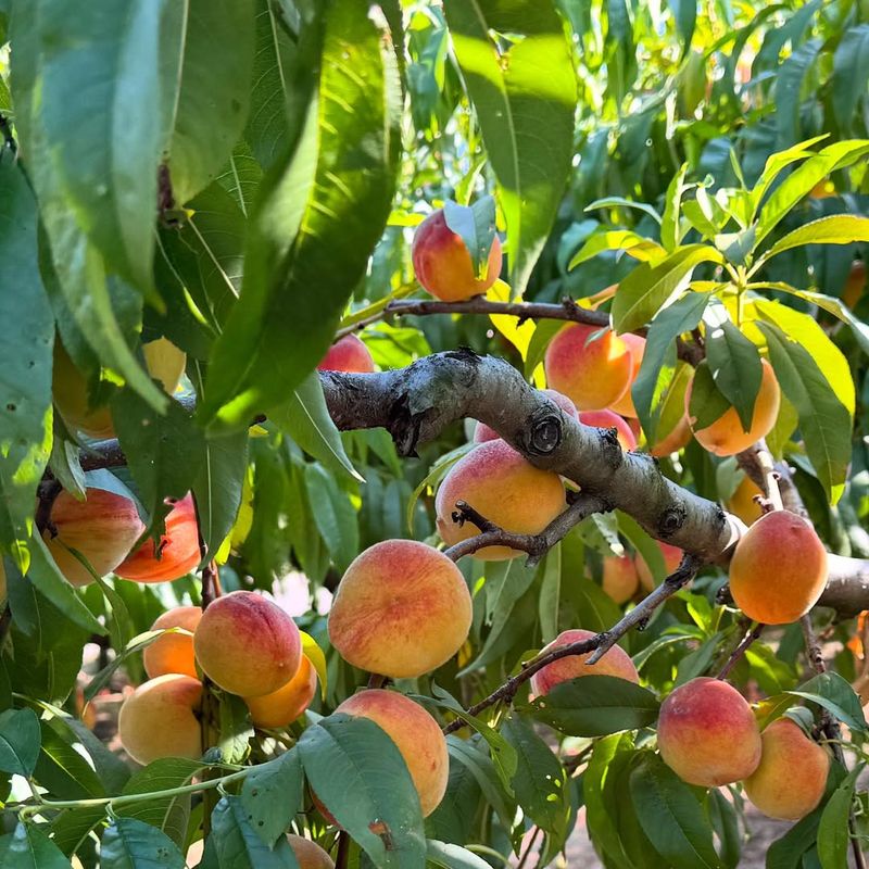 Peach Bringing Backyard Summer To The Tree