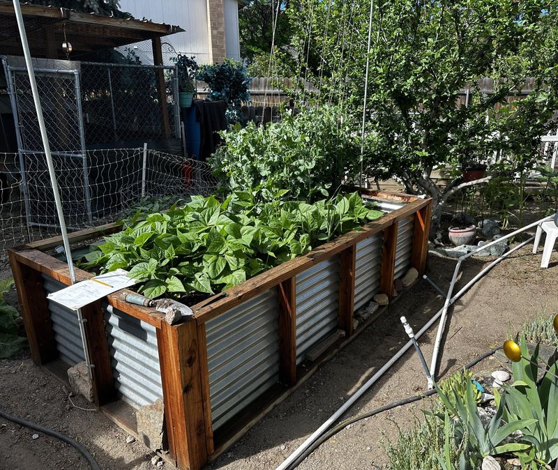 Forgetting To Replenish Nutrients