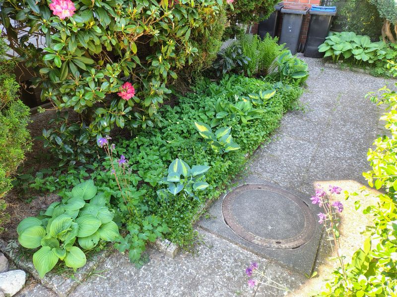 Pick A Shady Spot Near Your Most Slug-Hit Beds