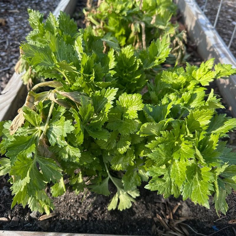 Harvest Outer Stalks To Keep Plants Producing