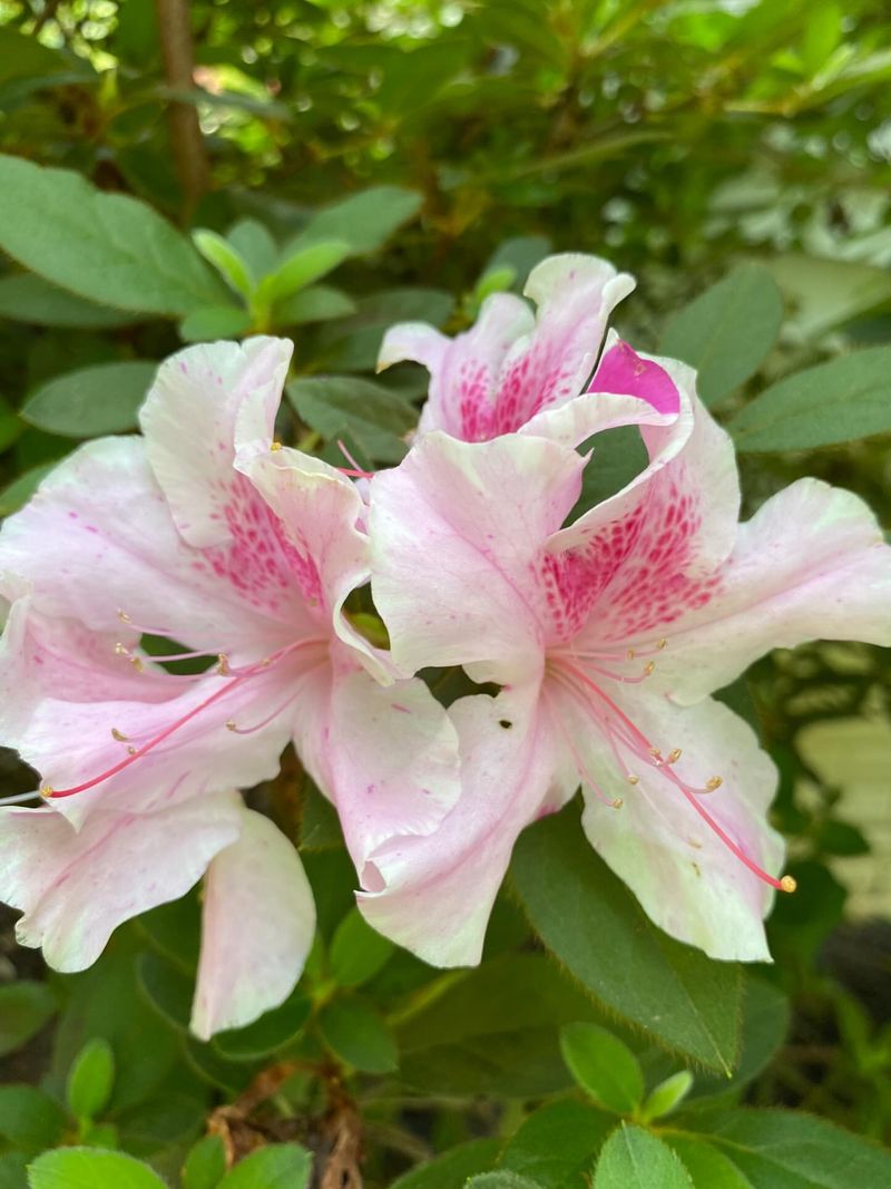Do Not Prune Azaleas Until After They Finish Blooming