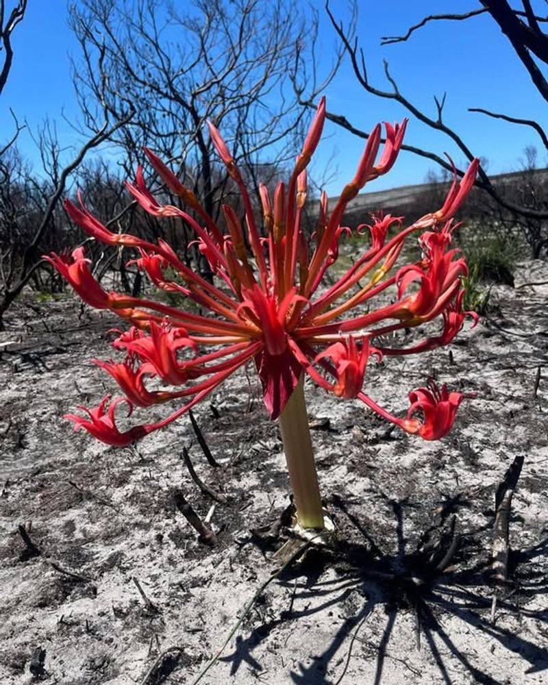 Heat Breaks Dormancy Fast