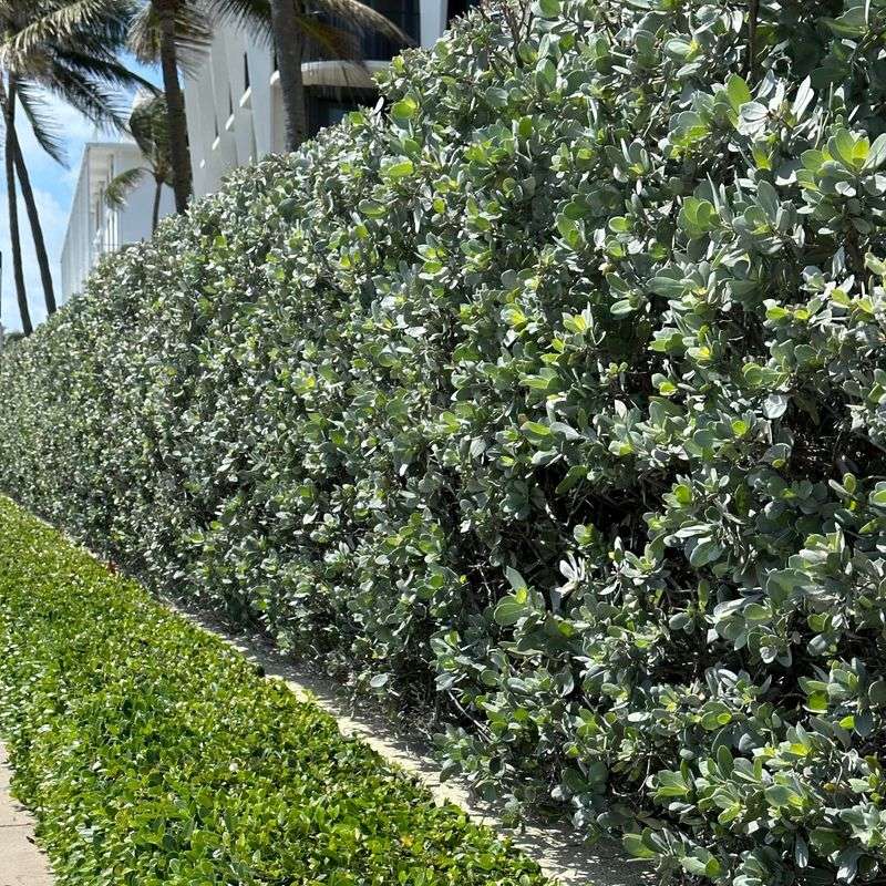 Silver Buttonwood Stands Out In Tough Coastal Spots