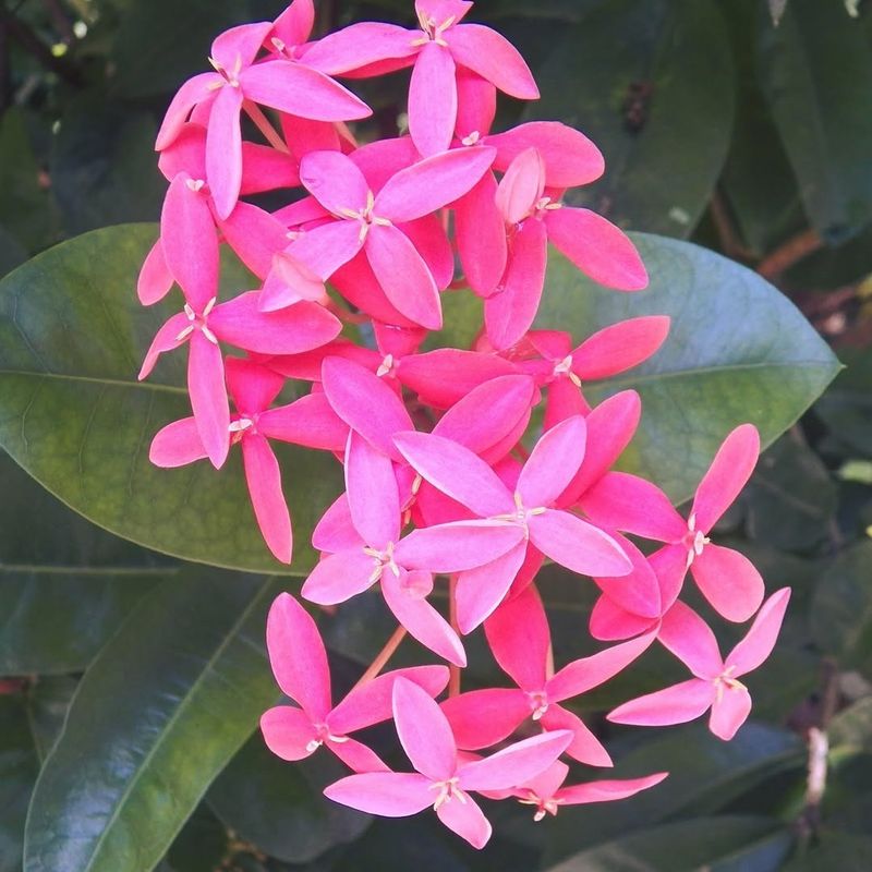 Ixora With Endless Tropical Blooms