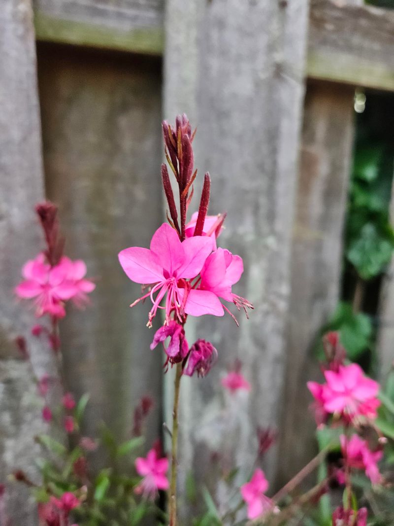 Gaura Creates Airy Blooms