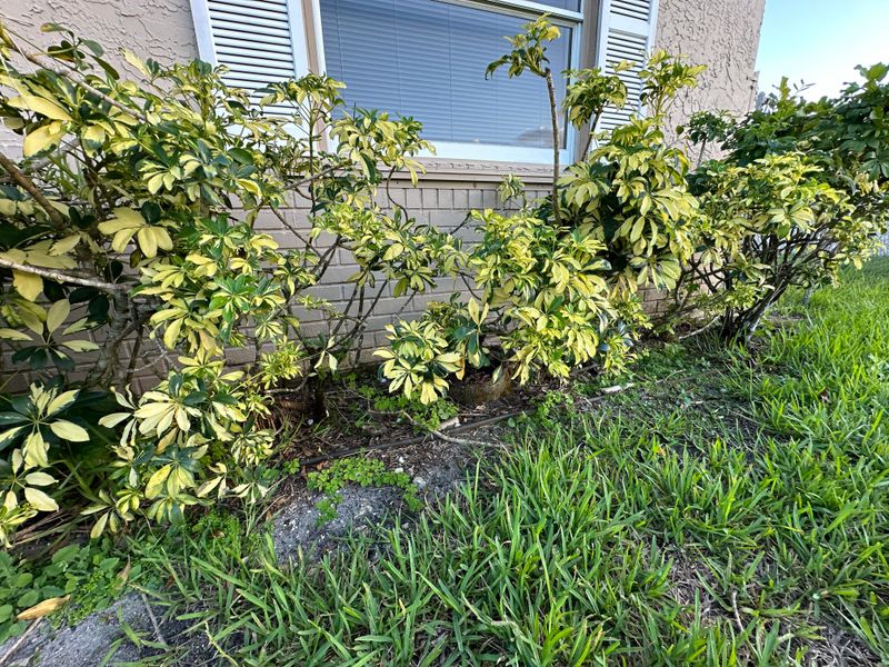 Schefflera Keeps Stretching Past Its Shape