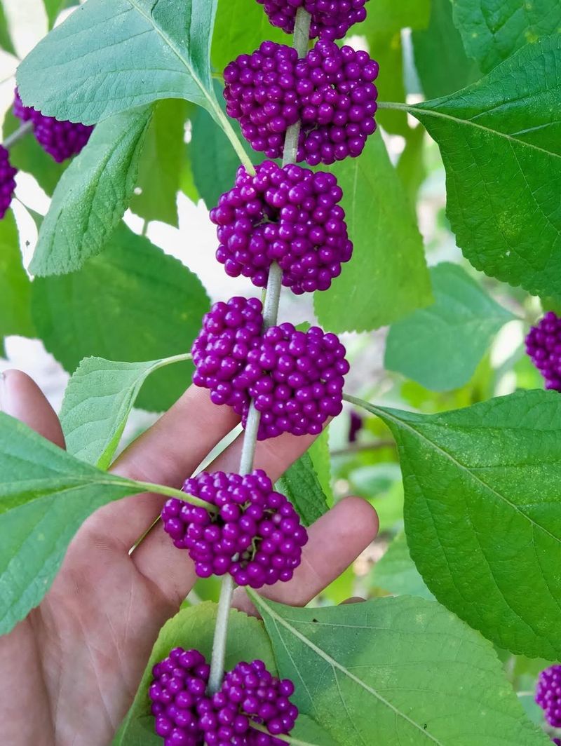 Beautyberry Grows Fuller With A Little Care