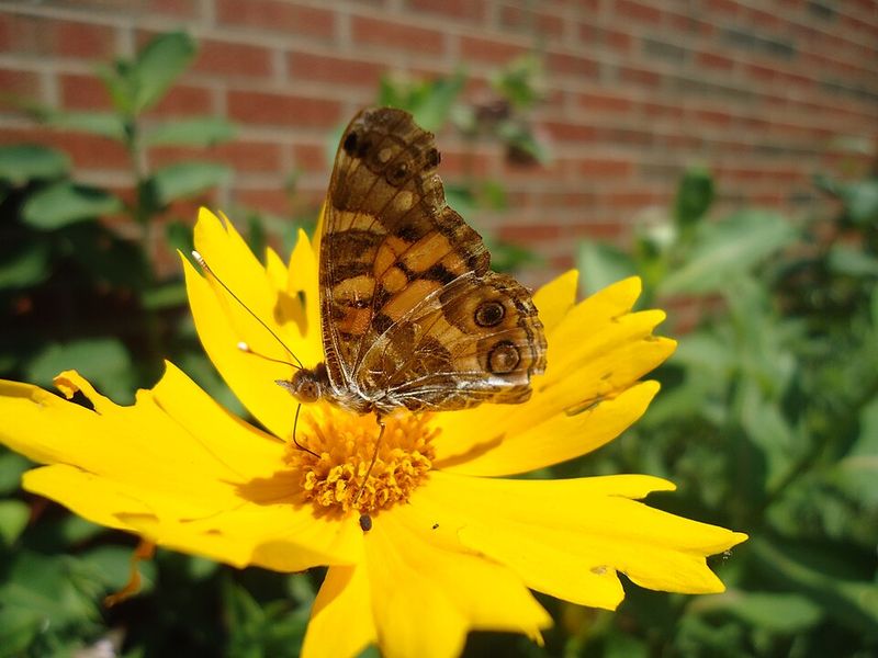 Tickseed Adds Cheerful Color And Nectar For Butterflies