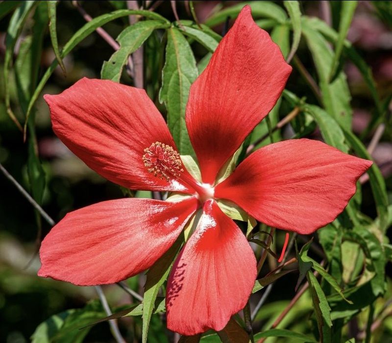 Scarlet Hibiscus Stuns With Bold Red Blooms