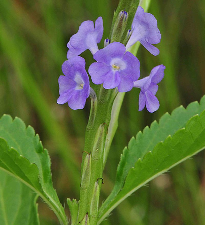 Blue Porterweed Keeps Pollinators Coming All Season