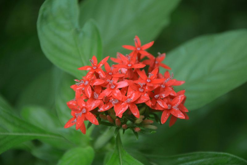 Pentas Bring Stars Of Color To Every Corner