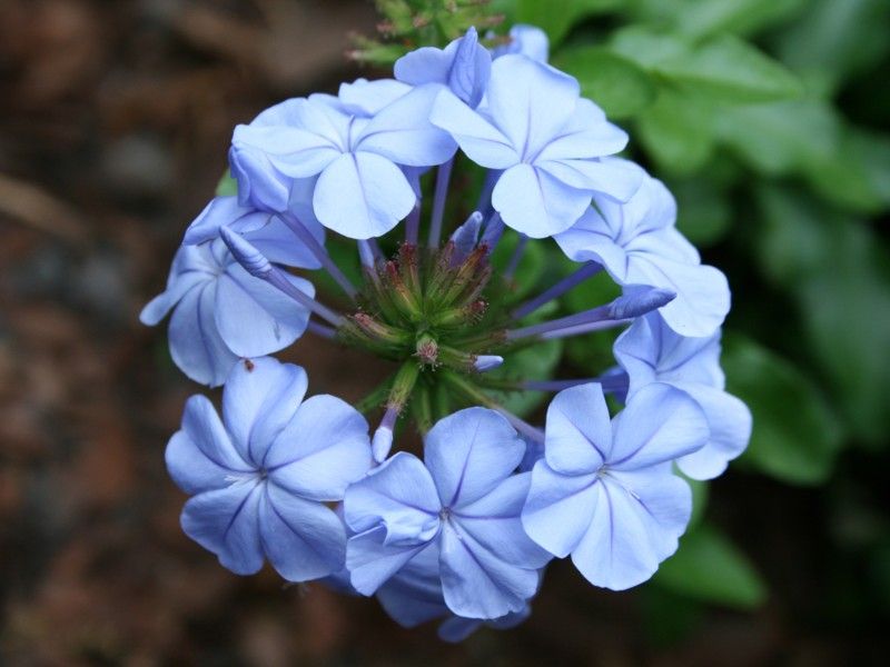 Plumbago Frequently Returns After Cold Snaps