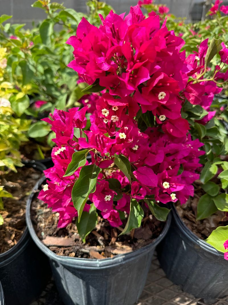 Bougainvillea Produces Vibrant Color In Hot, Dry Conditions