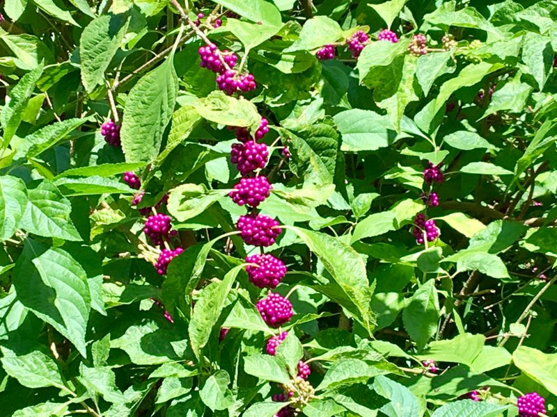 Beautyberry