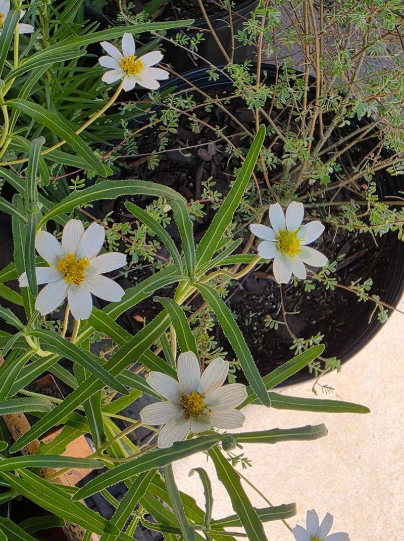 Blackfoot Daisy Keeps Blooming With Very Little Water