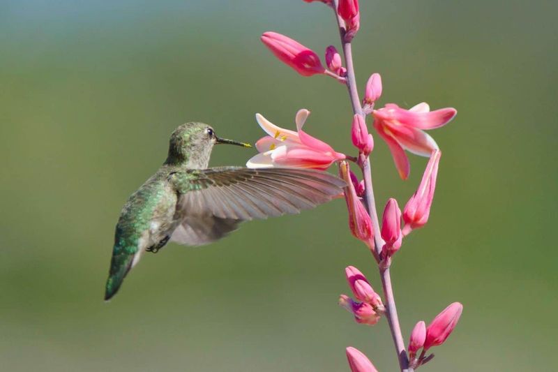 Red Yucca With Striking Coral Blooms Hummingbirds Love