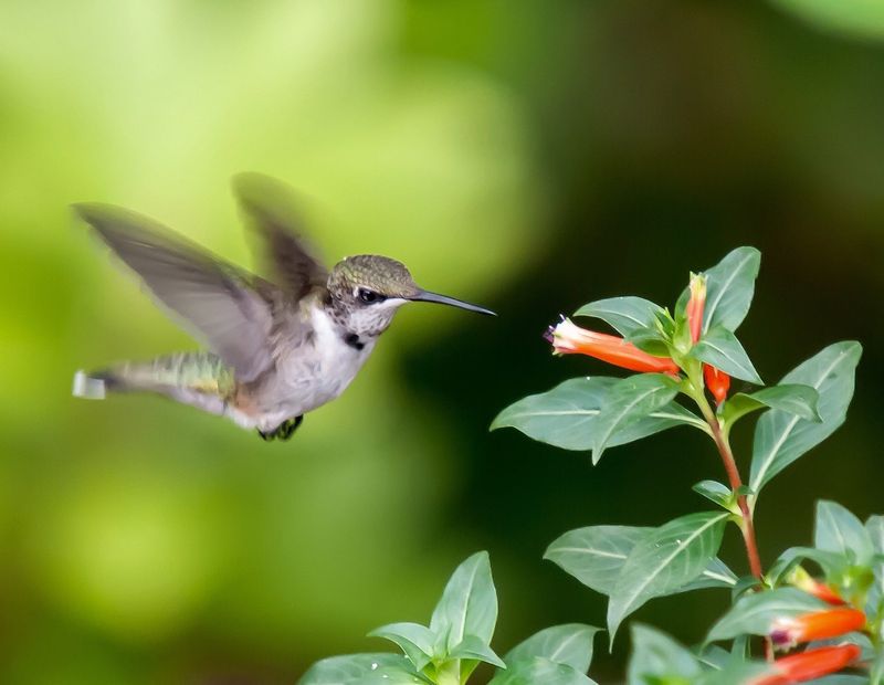Cigar Flower Keeps The Bloom Show Going