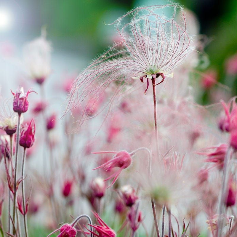 Prairie Smoke (Geum Triflorum)