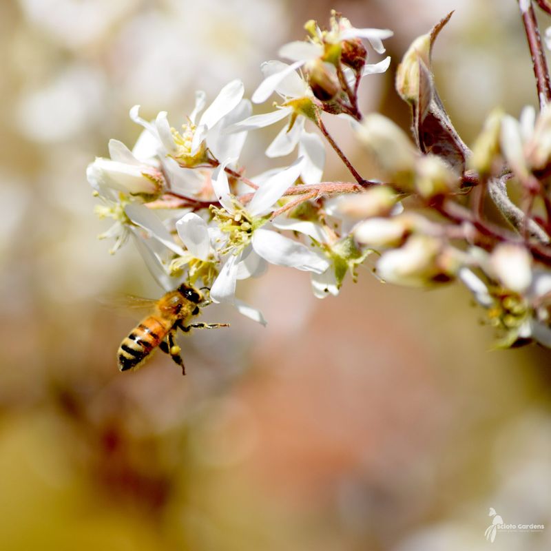 Native Growth Supports Ohio's Local Ecosystem