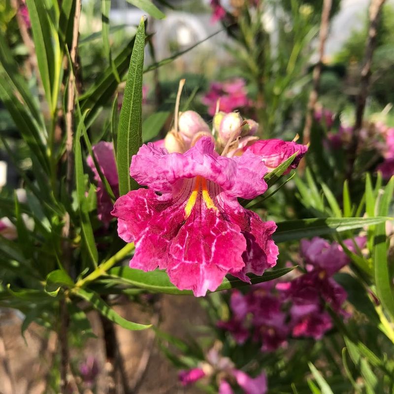 Desert Willow 