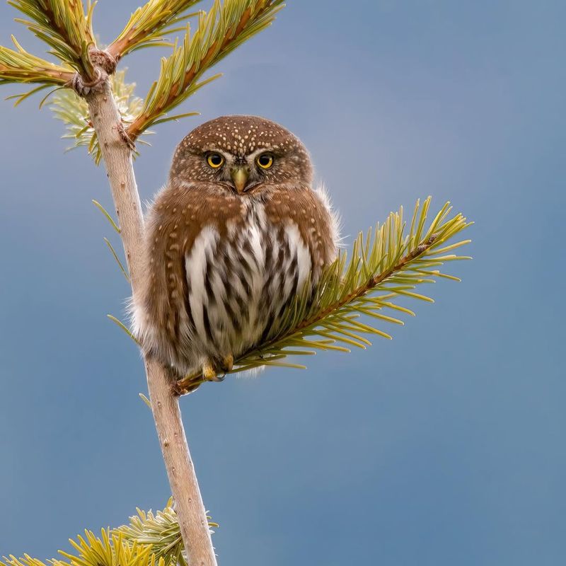 Northern Pygmy Owl Of Forest Shadows