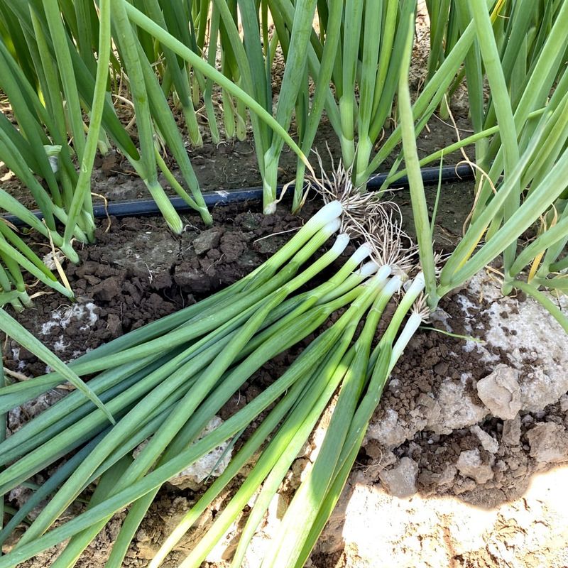 Low Maintenance Bunching Onions