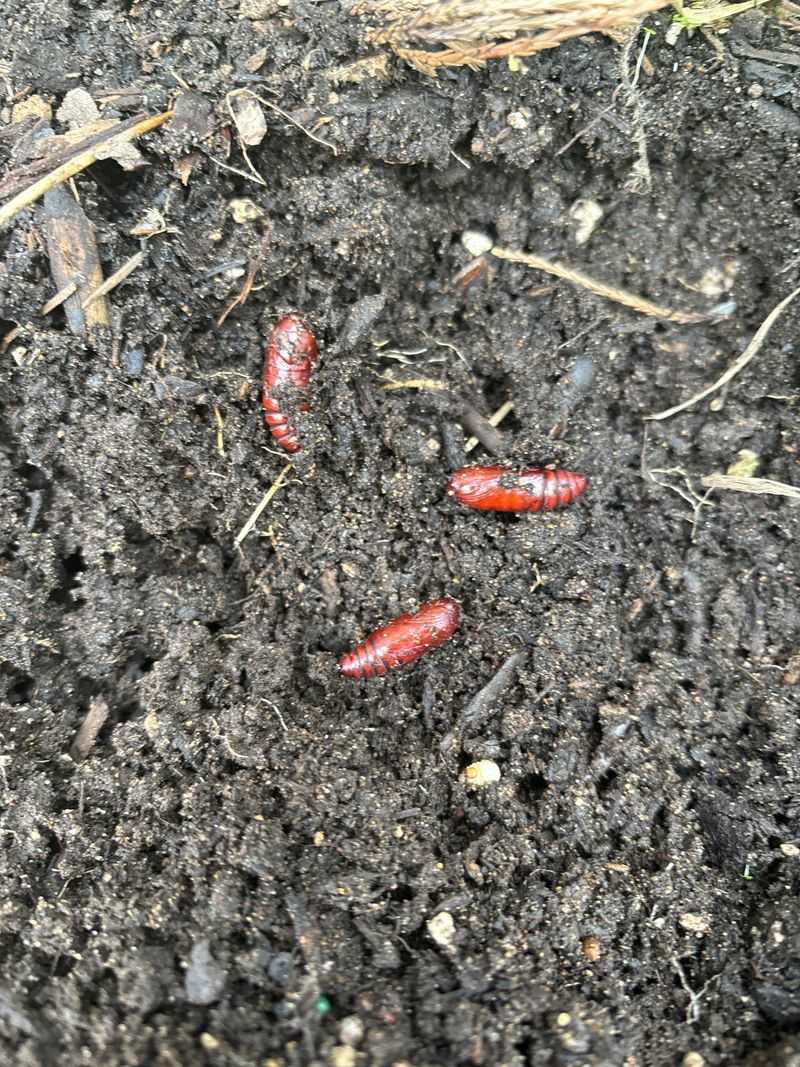 Cutworms Target Seedlings Near The Soil Line