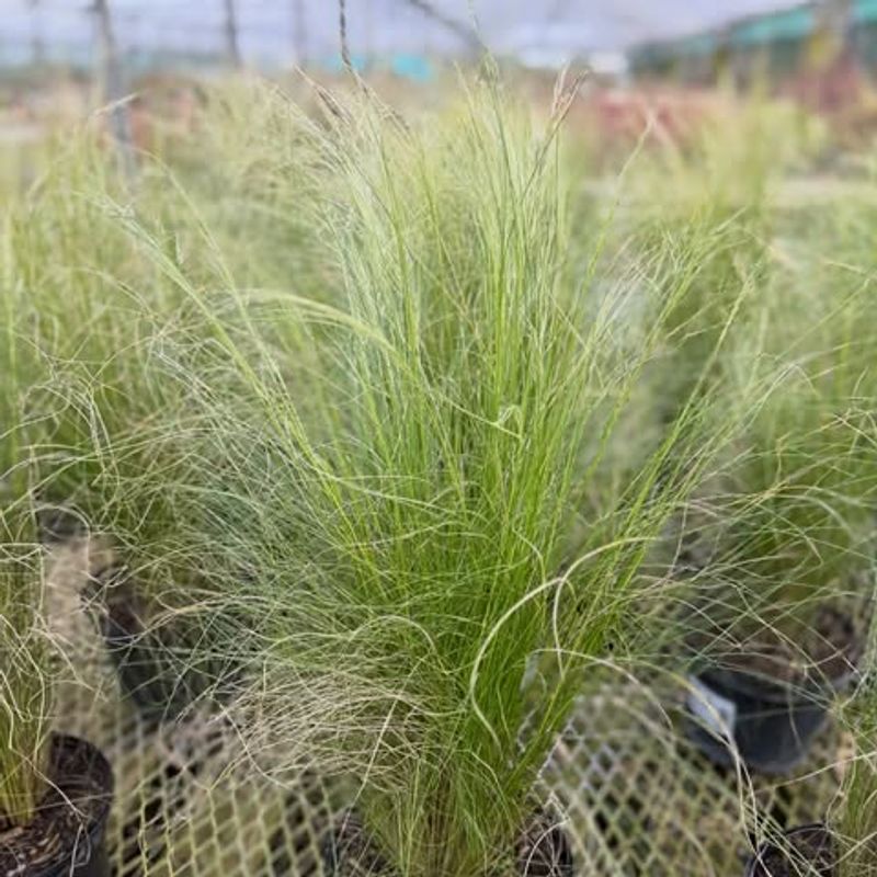 Hairgrass Sedge
