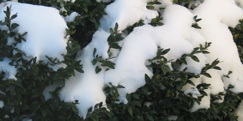 Evergreen Shrubs Are More Vulnerable To Snow Load