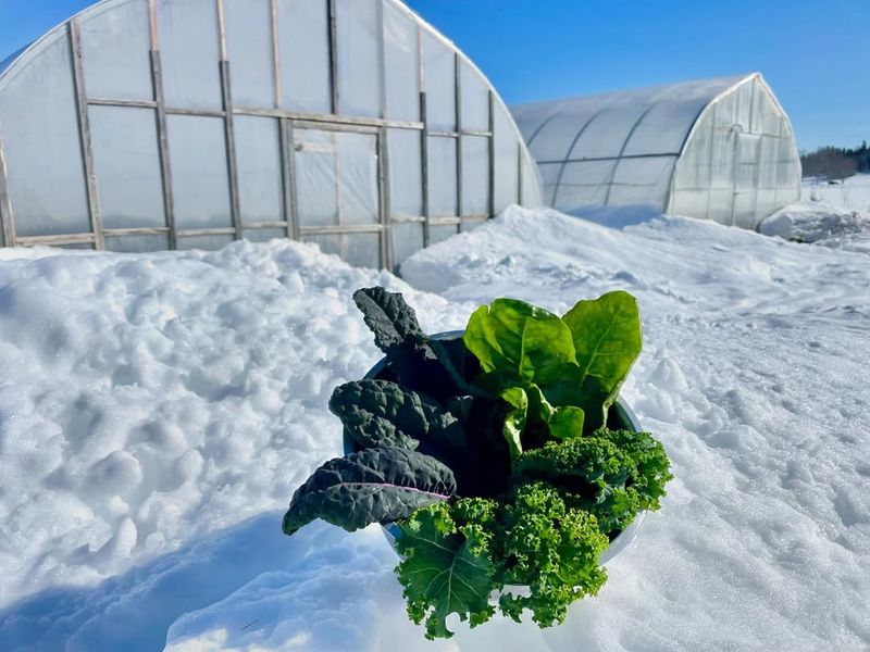 Greenhouse Alternatives That Handle Michigan Winters Without Breaking The Bank