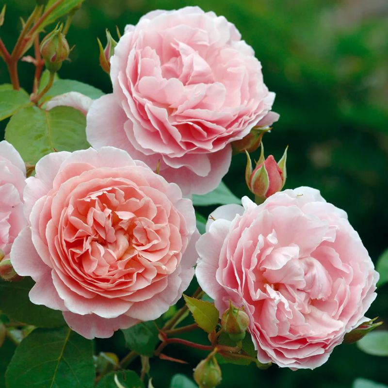 David Austin English Roses Classic Elegance Modern Flair
