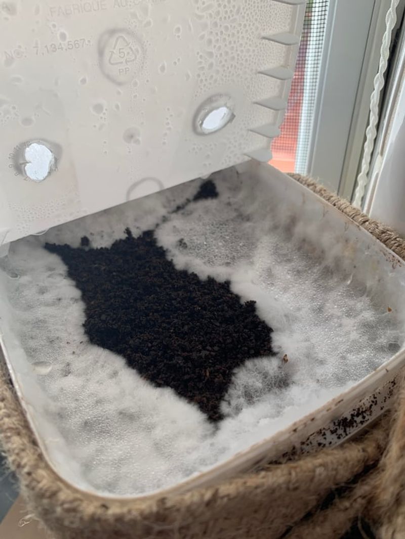 The Gross White Stuff You're Seeing On Coffee Grounds