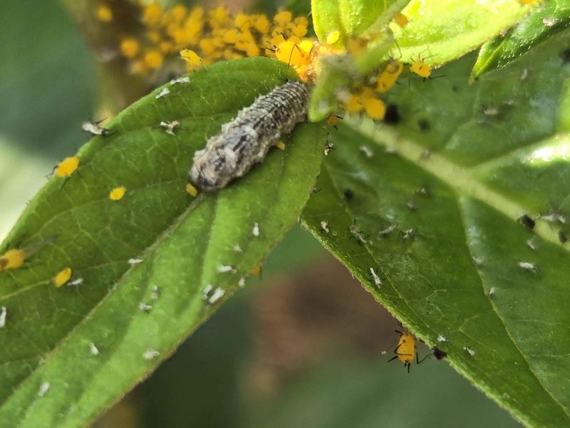 Predators Take A Break After Cold Snaps