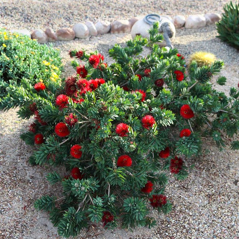 Dwarf Bottlebrush Delivers Bloom Power In A Smaller Cleaner Package