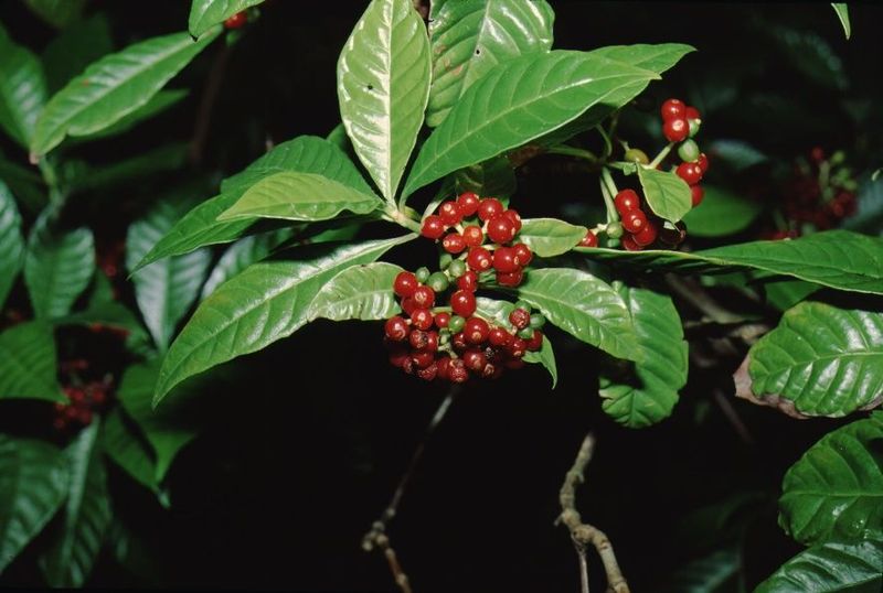 Wild Coffee Thrives In Protected Shade In Warmer Parts Of Florida
