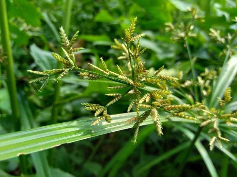 Nutsedge Produces Fast Growing Grass Like Blades