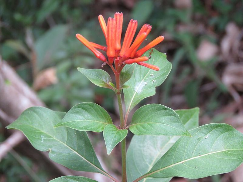Firebush Encourages New Growth And Summer Flowers