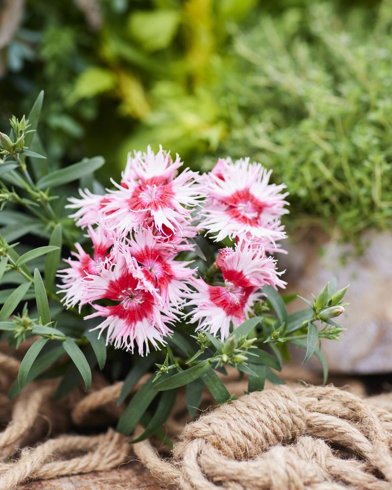 Dianthus Supra Cherry Picotee F1 Provides Heat-Tolerant Elegance