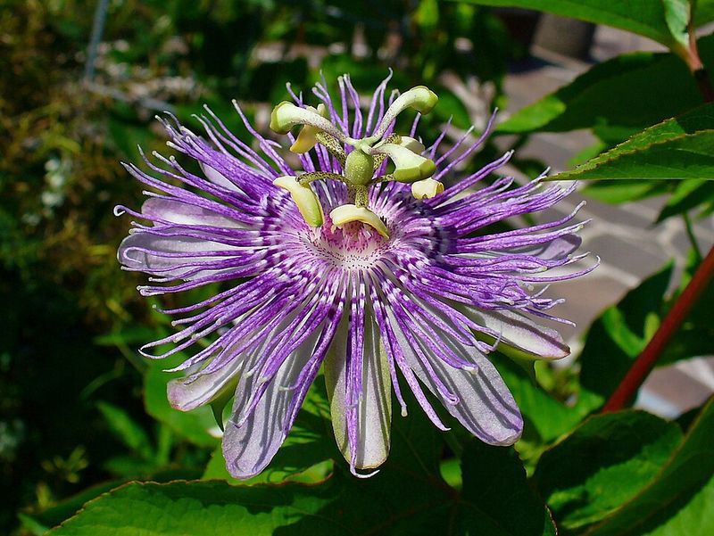 Purple Passionflower Brings Bold Blooms And Butterfly Appeal
