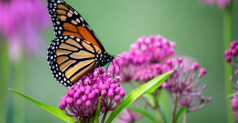 Florida Gardener’s Guide To Native Plants That Attract Butterflies