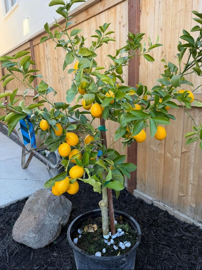 Citrus Trees Fill Your Balcony With Sweet, Zesty Fruit