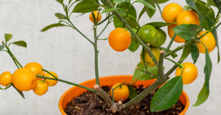 Florida Gardeners, These 8 Fruit Trees Can Thrive In Pots On Your Balcony