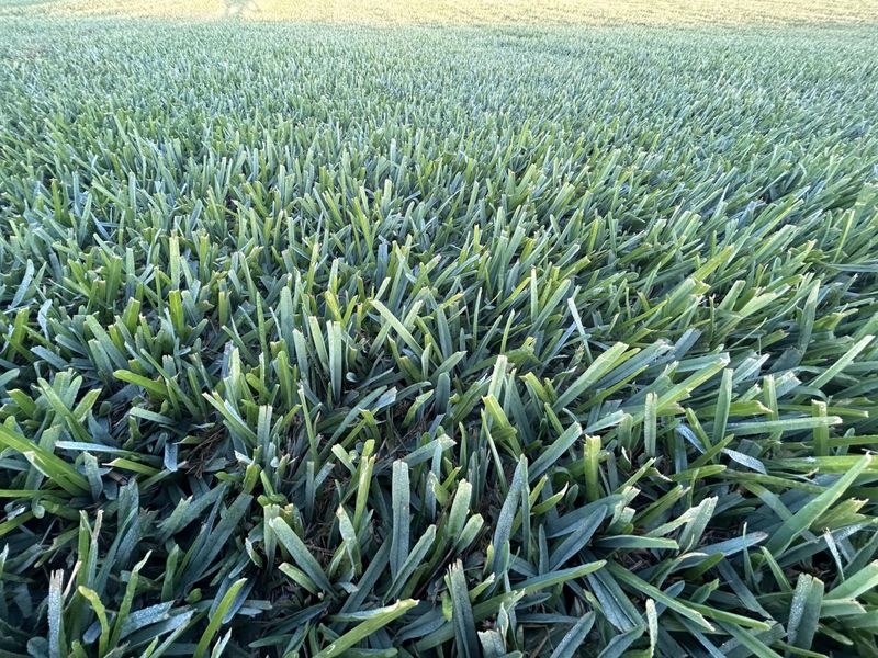 Different Florida Lawn Grasses Wake Up At Different Times