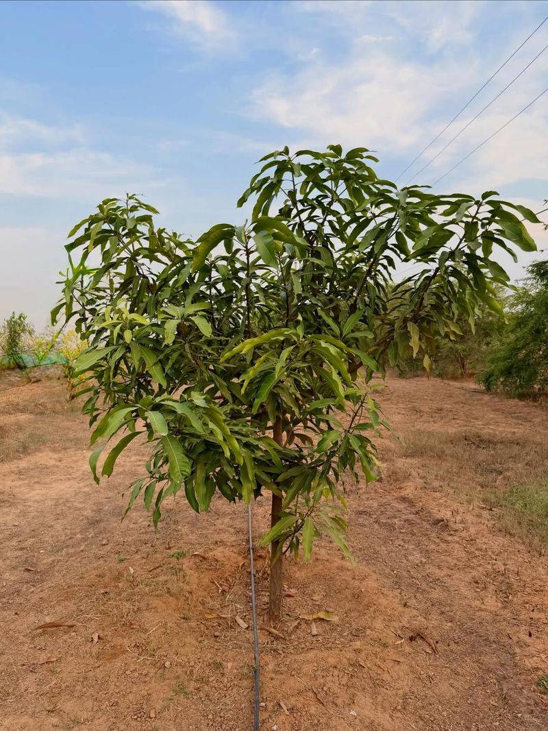 Healthy Mango Trees Respond Well To Light Seasonal Pruning